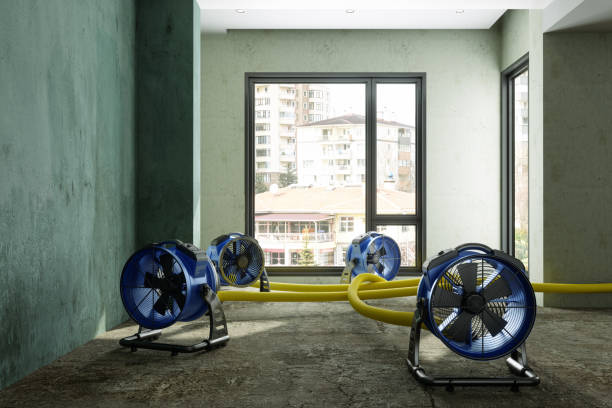 Best Mold removal after water damage  in Wolf Creek, UT